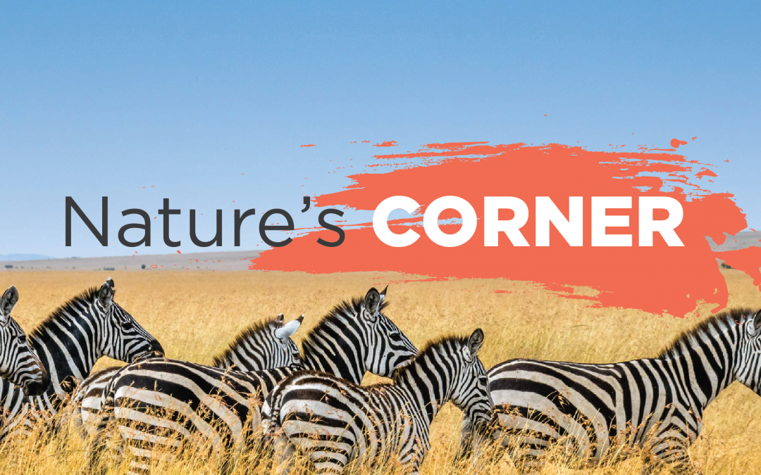 Nature’s Corner – What sound does a giraffe make?