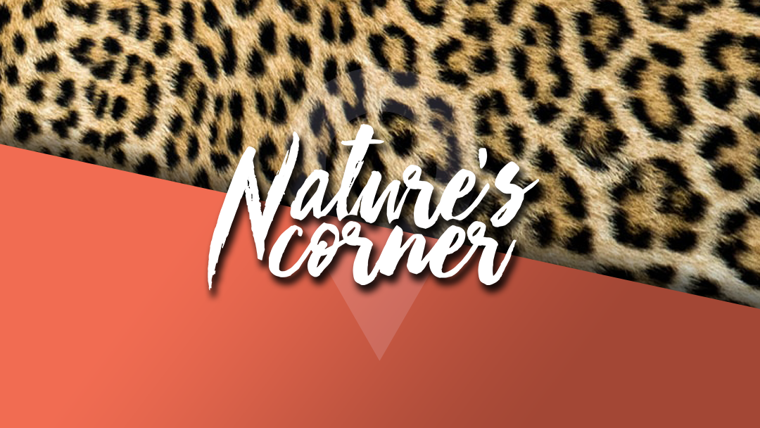 Nature’s Corner – Encounter with a leopard