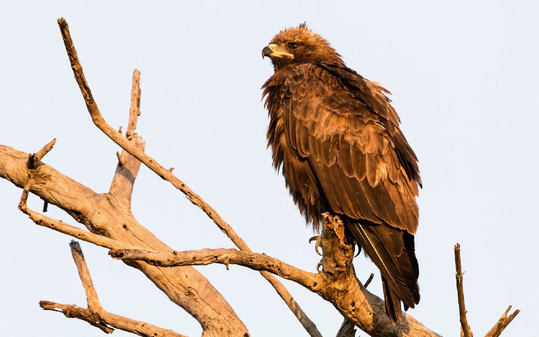 Nature’s Corner – Eagles do not catch flies, but termites are welcome!
