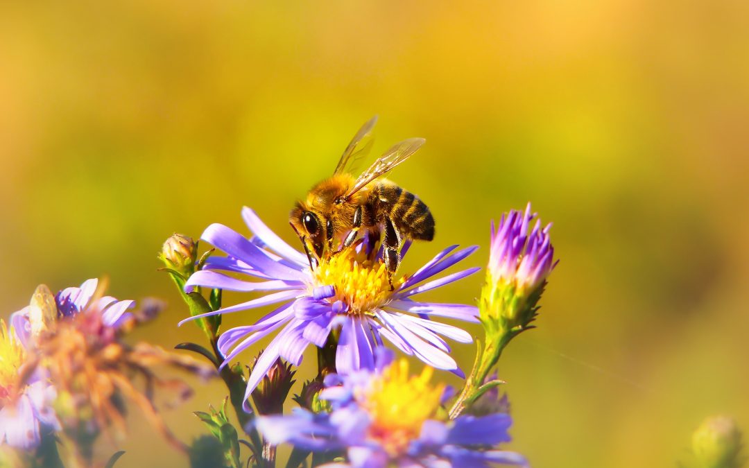 Nature’s Corner – The buzzing of the bees