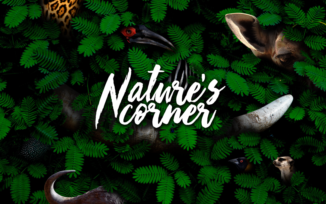 Nature’s Corner – Toktokkie / Tok-tok beetles