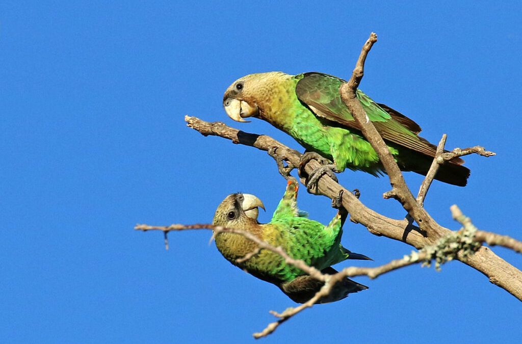 Nature’s Corner – The Cape parrot – our bird of the year