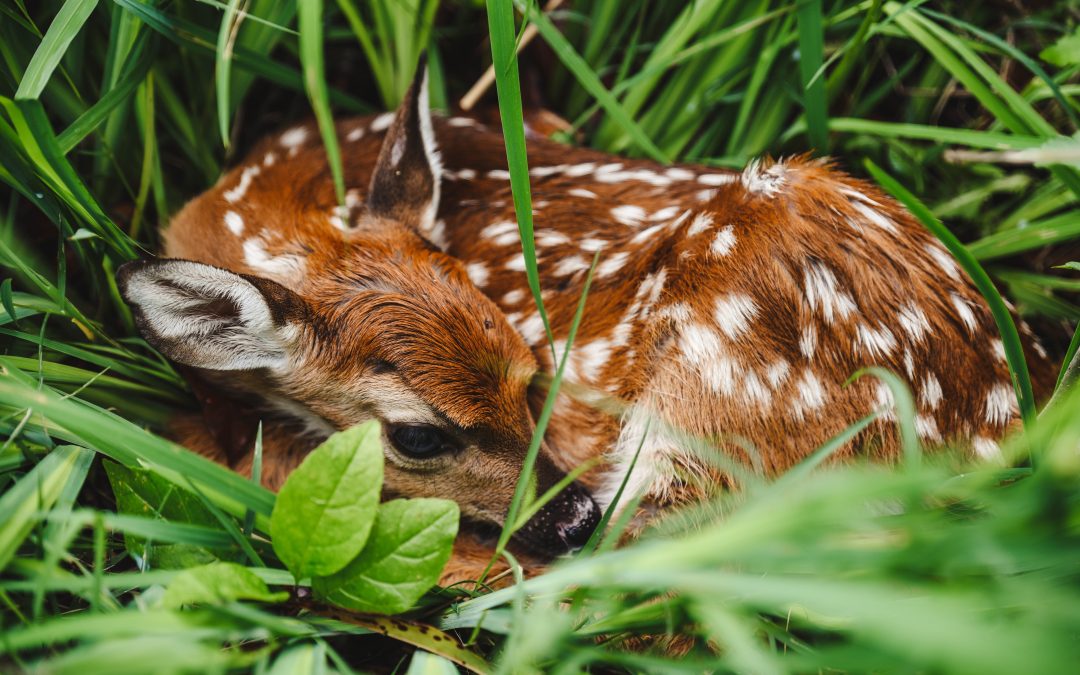 Nature’s Corner – Bavaria’s Bambi deer