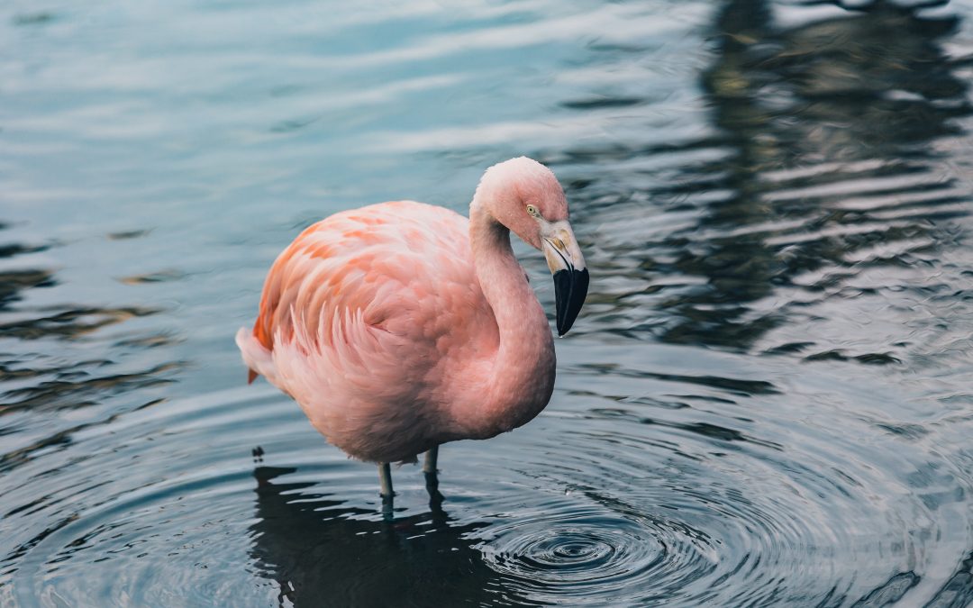 Nature’s Corner – Flamingos