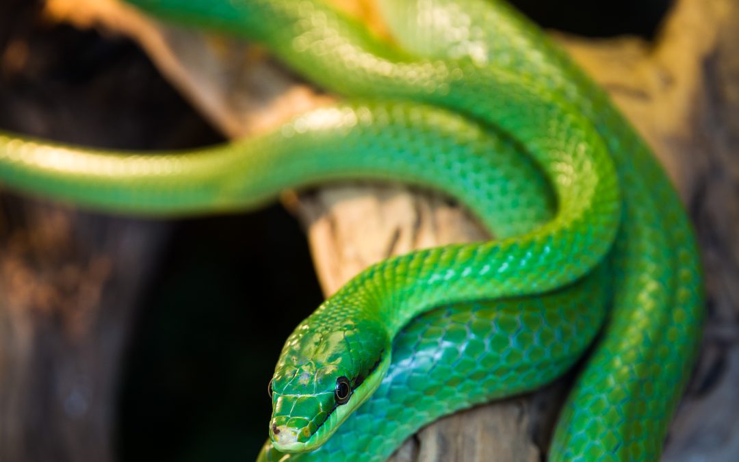Nature’s Corner – When meeting slippery snakes!
